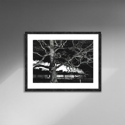 O. Winston Link Giant Oak, West-bound Birmingham Special at Max Meadows, 1957 Train Photo Poster Framed Canvas, Old train pictures poster, Canvas Wall, Decor Canvas