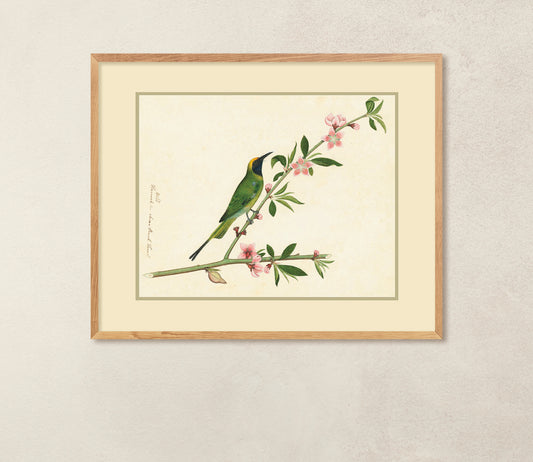 Indian Illustration art, Bird drawing poster, wall hangings gift ideas, home decor picture